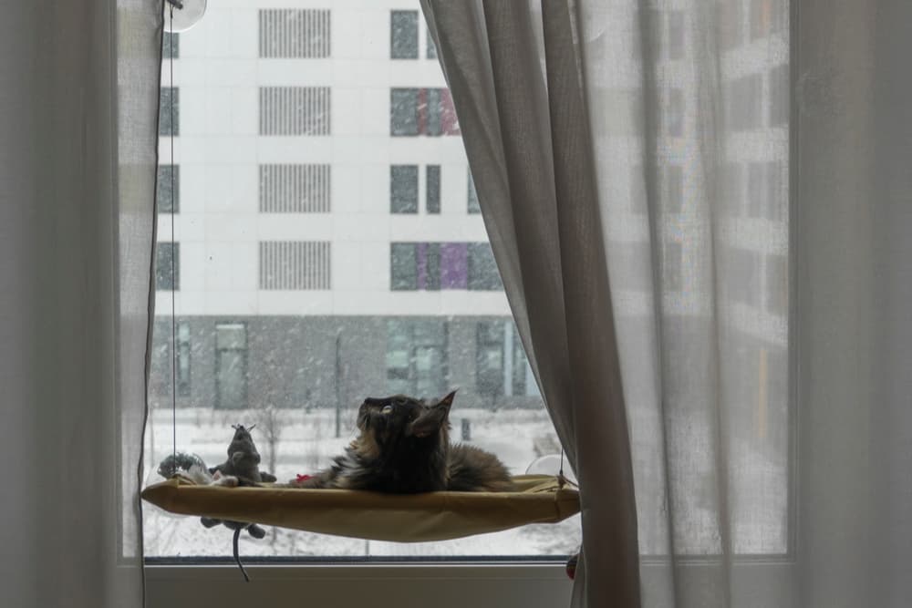 Cat looking up while laying in a cat hammock on the window