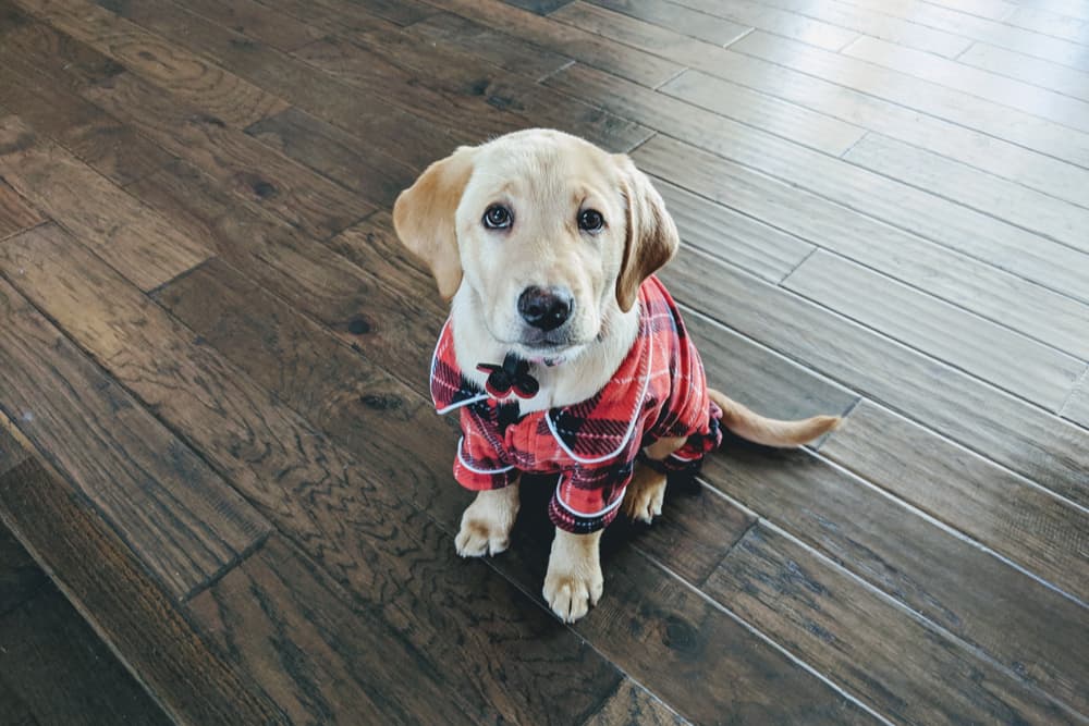 Dog looking up to owner with big eyes wearing pajamas