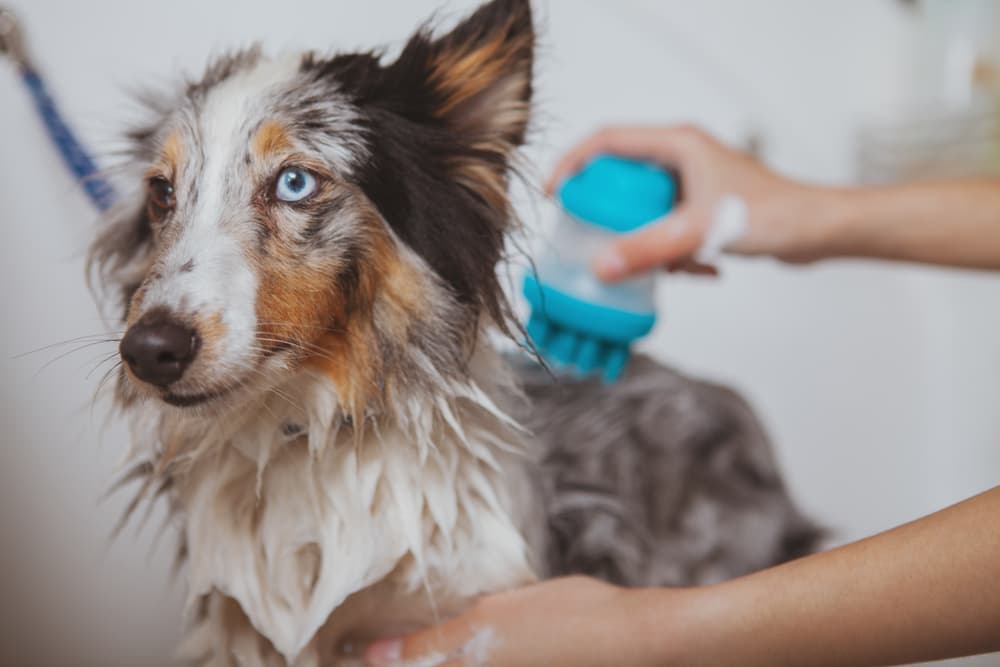 Cute puppy being washed in bathtub for animals