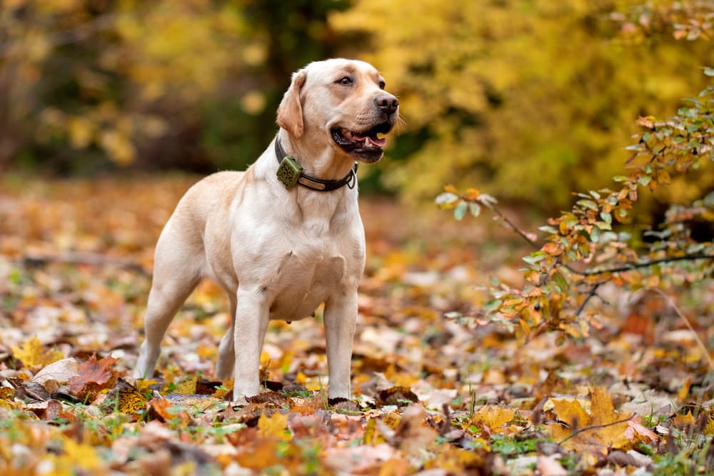 Pet Tracker Picks: 6 Smart Tags and Collars to Keep Your Dog Safe