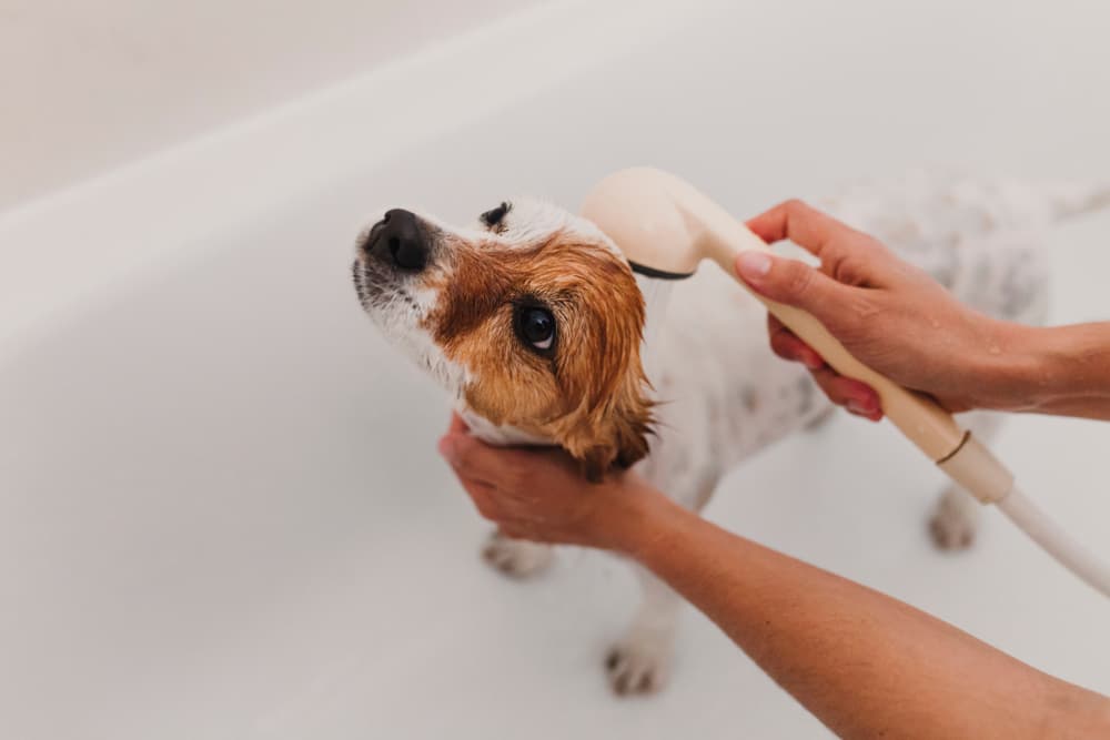 Young woman owner getting her dog clean at home
