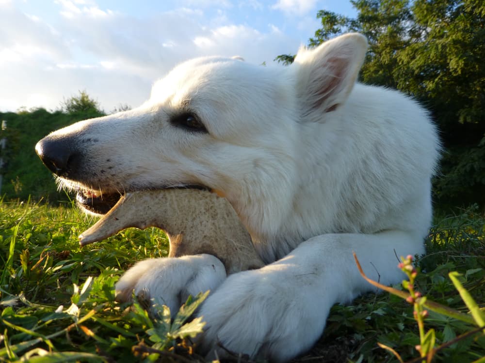 antlers-for-dogs-benefits-and-ones-to-try-vetstreet-vetstreet