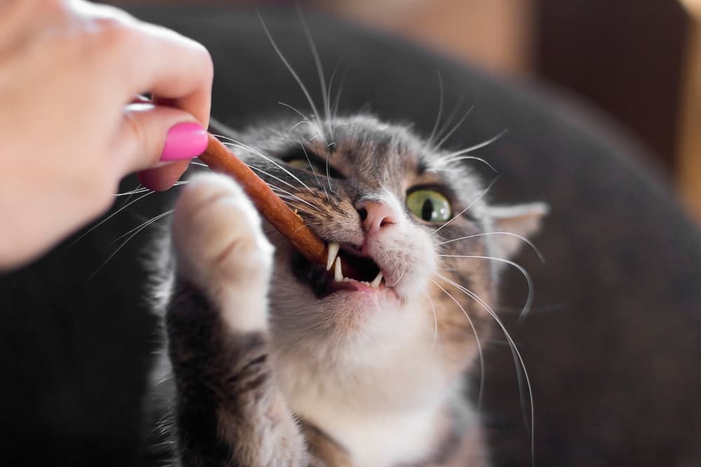 Cat taking a dental treat from owner