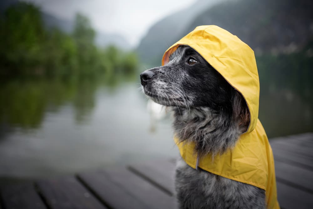 9 Dog Raincoat Picks for Wet Weather