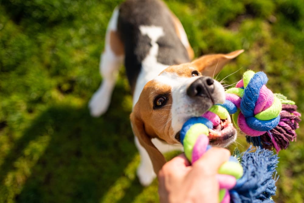 TOPHONIEX Dog Tug Toy Dog of war Toy, Durable and Tear Resistant Linen,  Perfect for tug of war competitions and Interactive Toys from Puppies to  Big Dogs - Yahoo Shopping