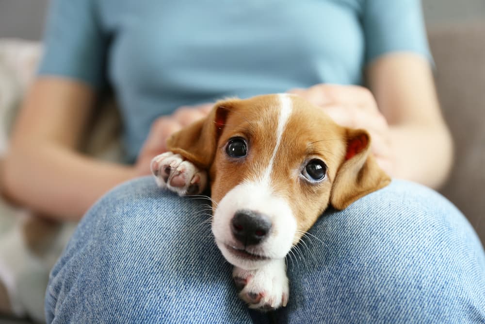 Dog being held in owner's lap