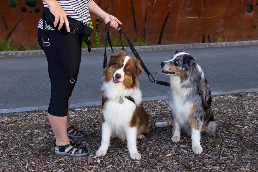 Woman with a fanny pack walking dogs