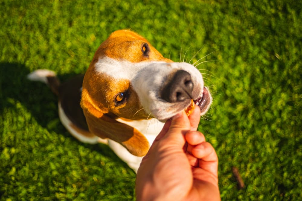 Dog taking a supplement from owner