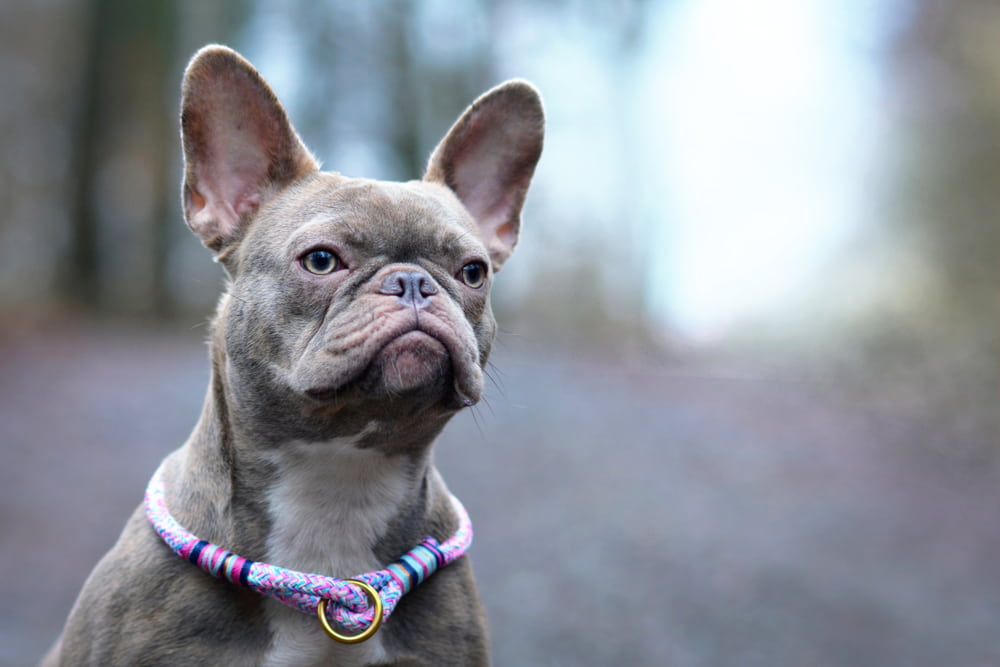 French Bulldog wearing fancy collar