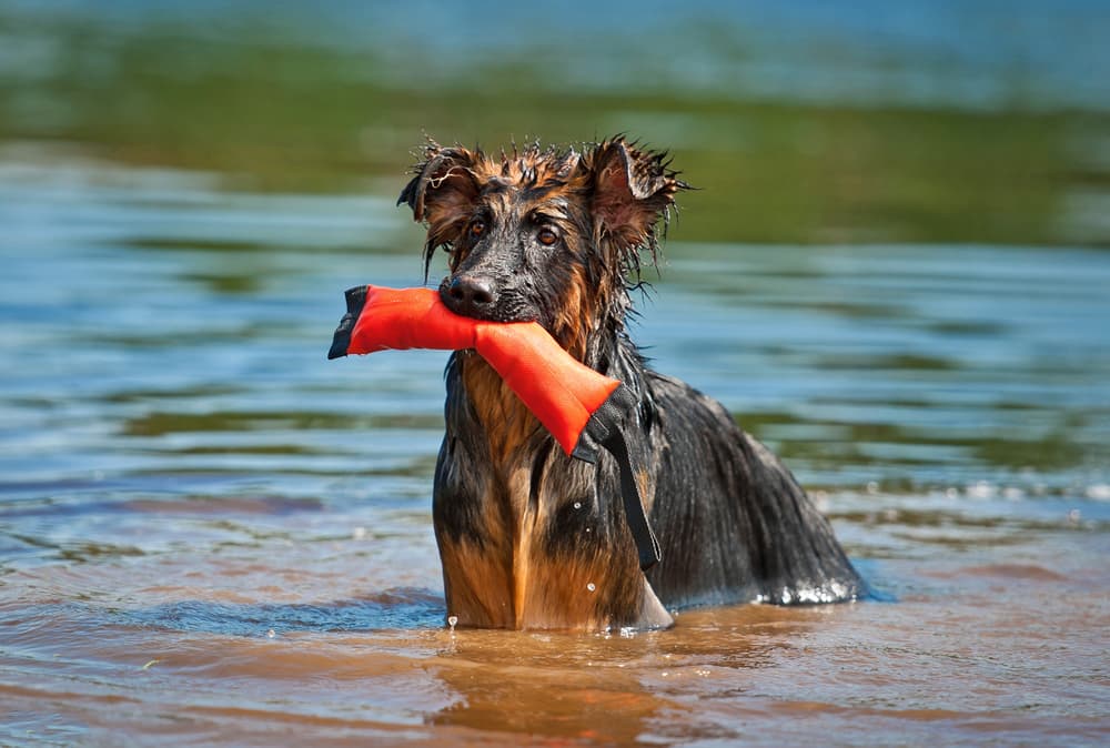 German Shepherd with water toy