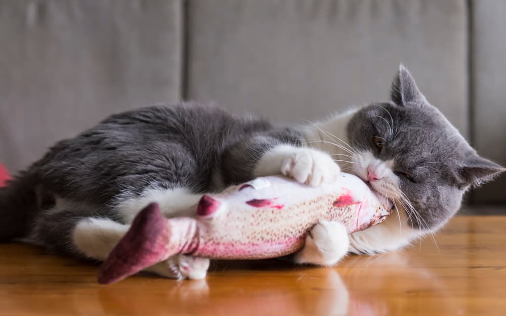 Cat with electronic fish toy