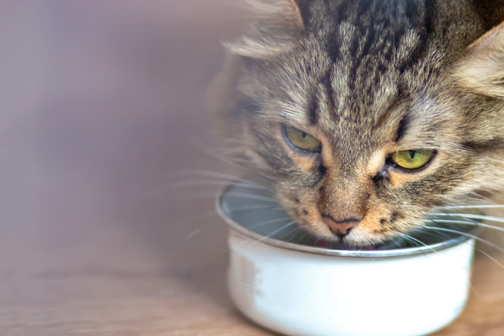 Cat eating from the bowl filled with high-calorie cat foods