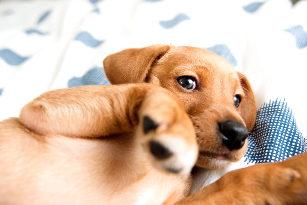 Puppy laying on a bed looking cute