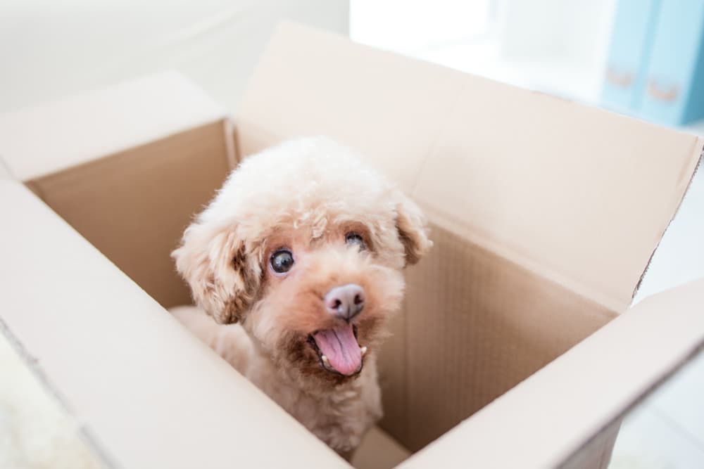 7 Best Dog Subscription Boxes of 2024