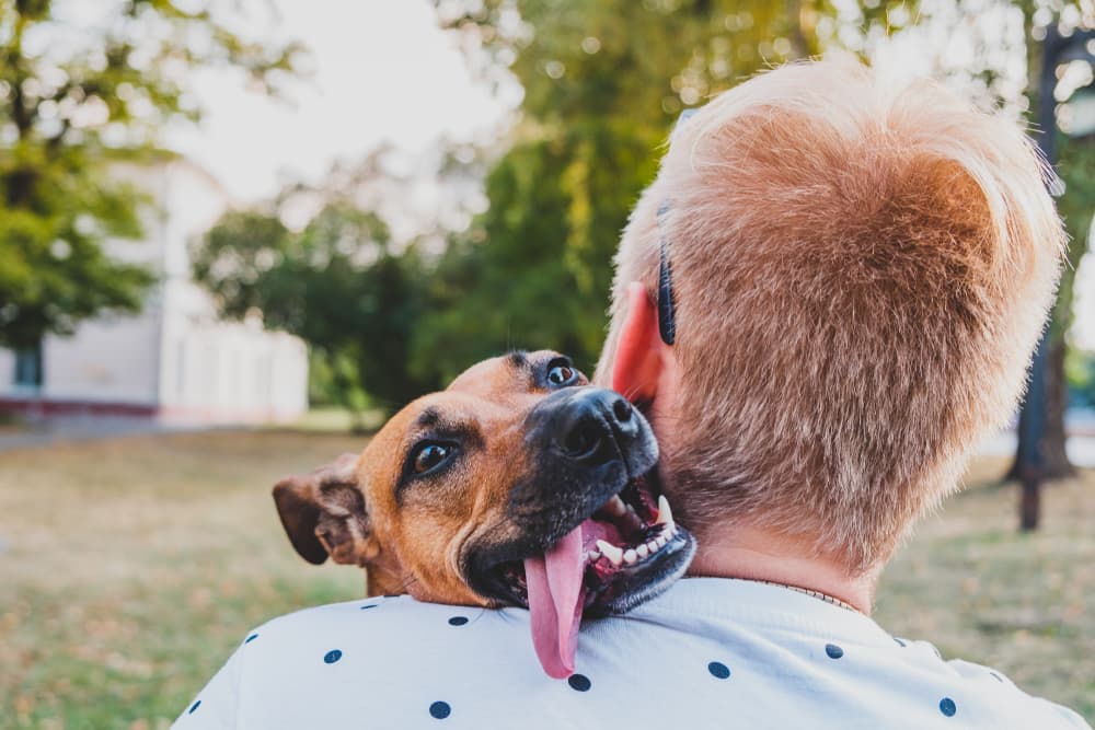 Anxious dog being held by owner