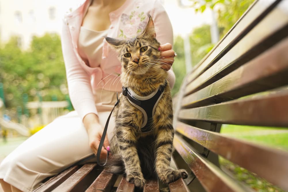 Cat wearing a harness on a bench