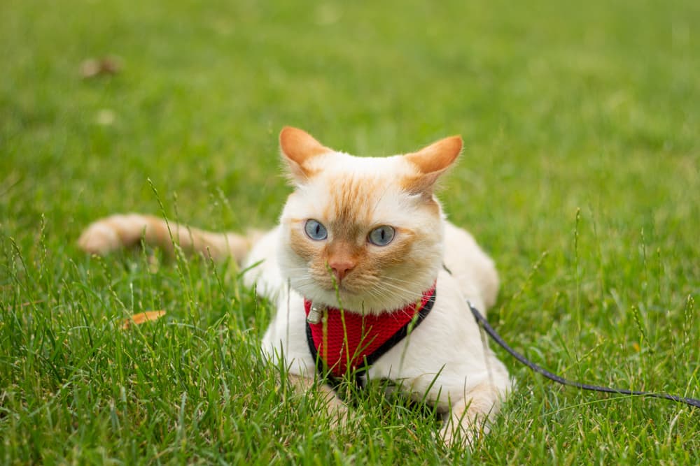 Cat Harness Picks: 6 Favorites for Feline Exploration - Vetstreet