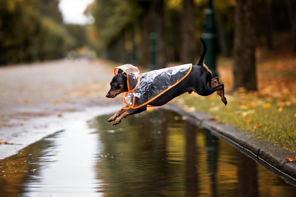 Dog in raincoat jumping over puddle