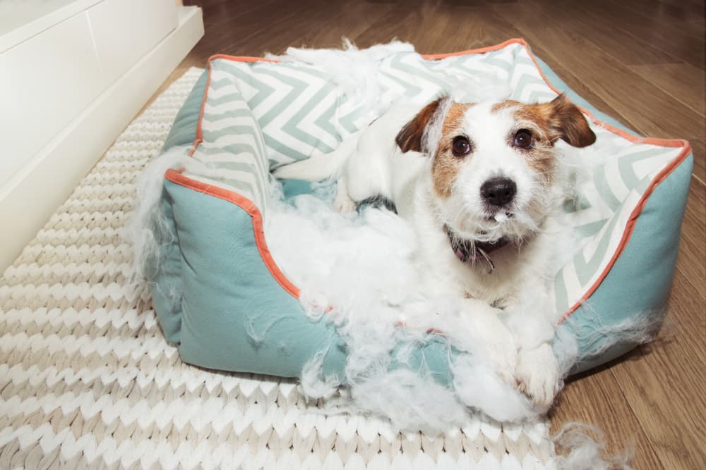 Rectangular Tear-Resistant Dog Bed Cushion : Get 20% Off