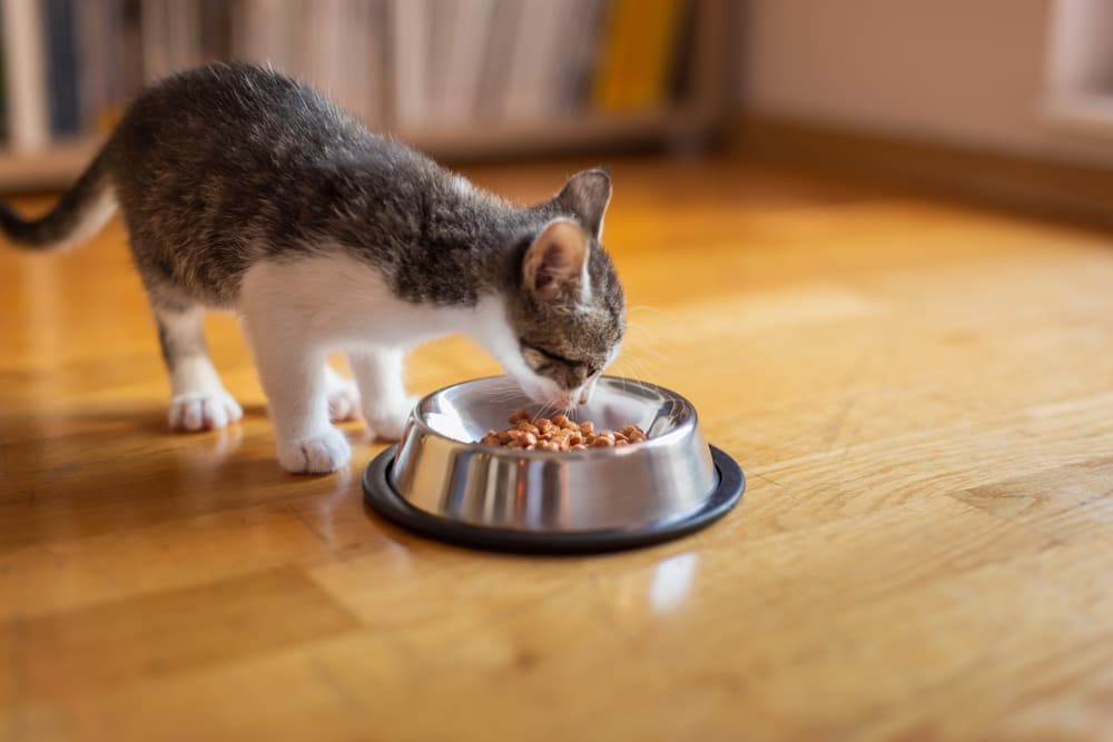 Kitten eating from bowl