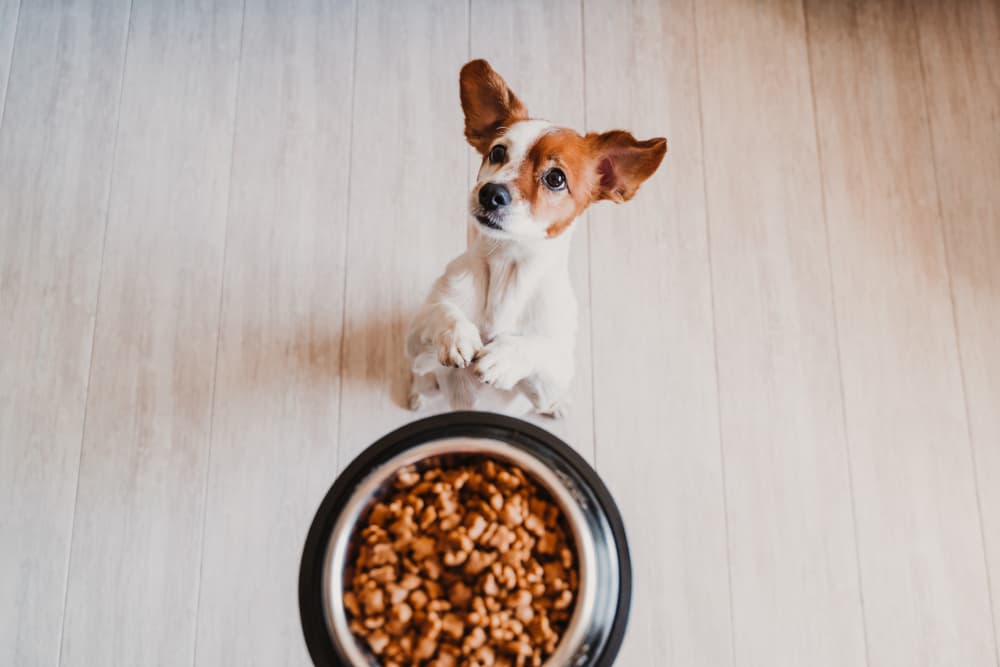 Dog looking at owner while having small dog bowl of food in front of it