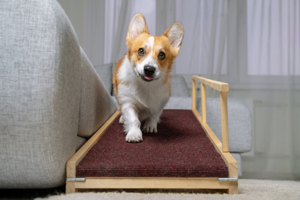 7 Best Dog Ramps for Safety and Ease