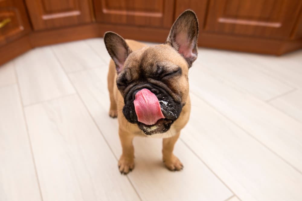 Dog just finished eating with big tongue lick