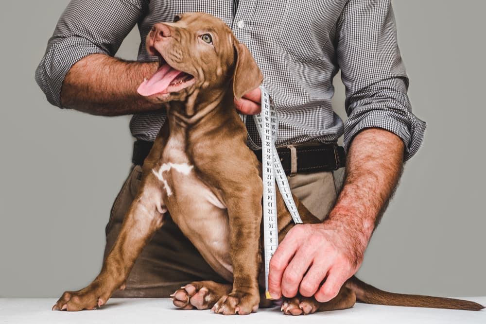 Measuring a young puppy with measurement tape