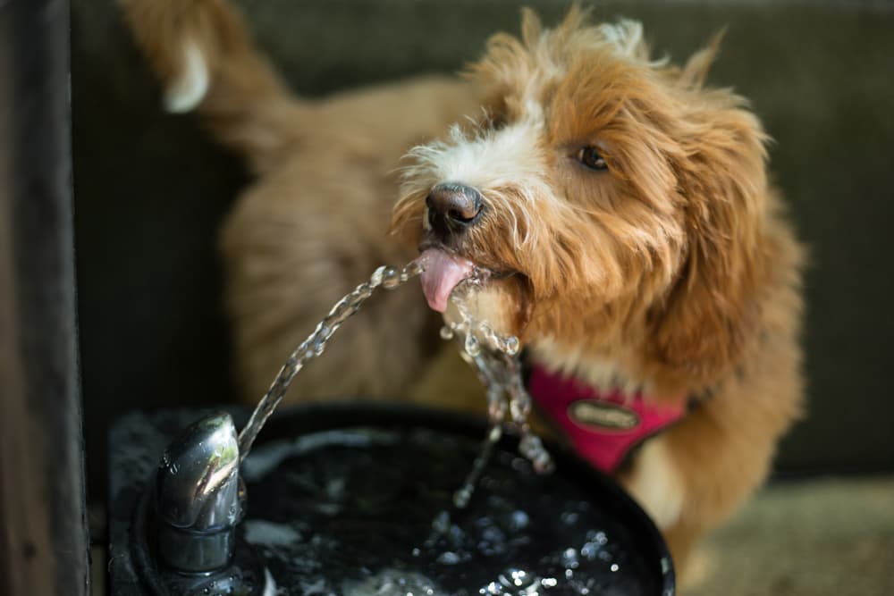 Dog drinking from a water fountain