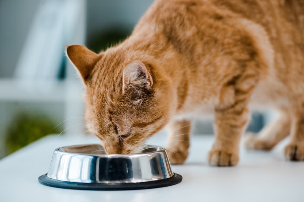 Best Fresh Cat Food: 5 Options to Consider