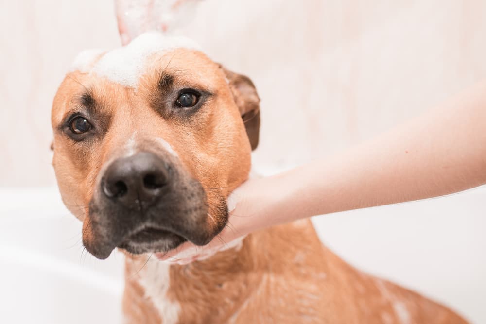 Close up of dog being shampooed