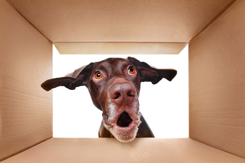 dog looking into box