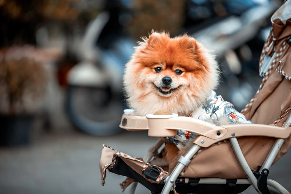 Dog sitting up in a stroller on a walk