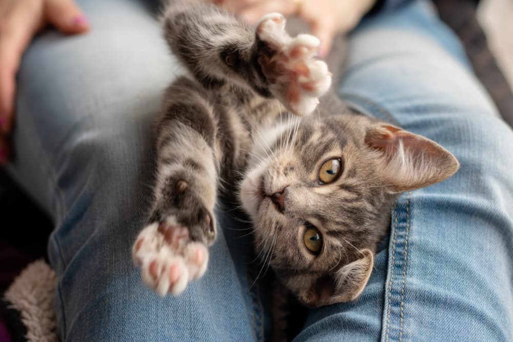 Kitten sitting in owner lap