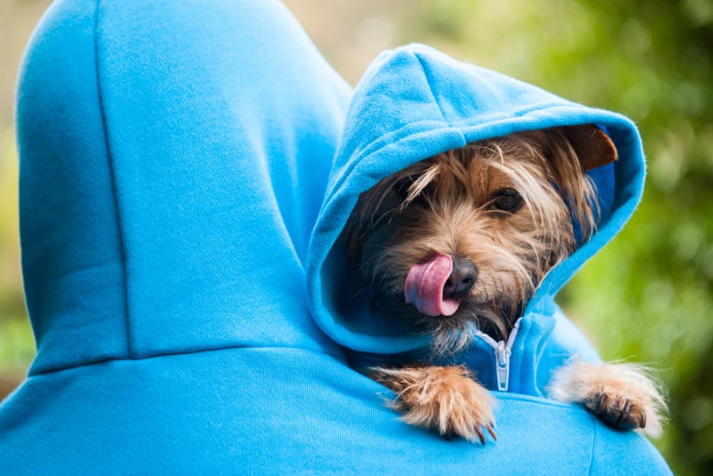 Dog wearing a hoodie and matching their owner