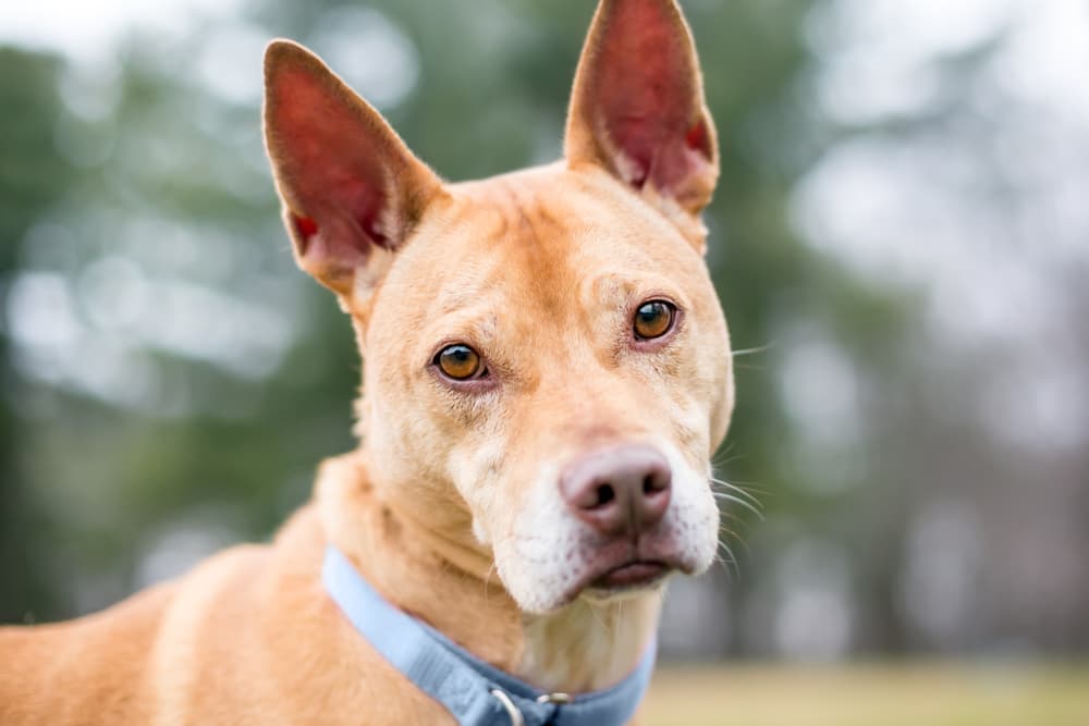 Sweet dog looking to camera outside with blue collar