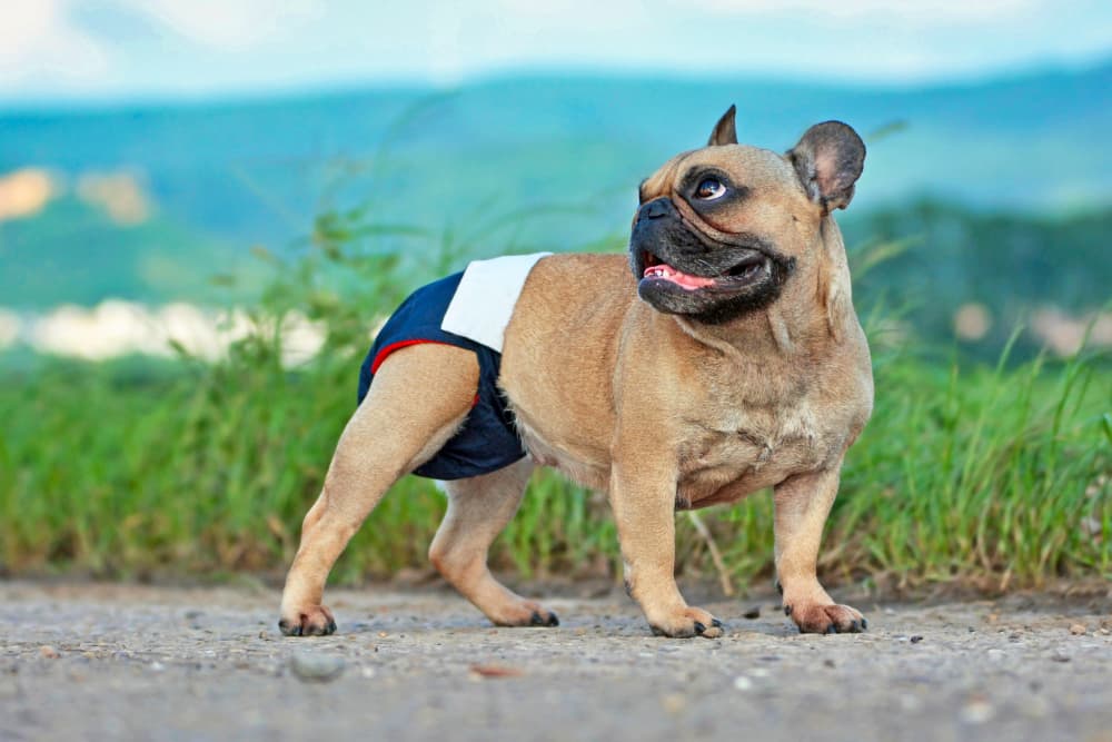 Dog Diapers: Best Options for Males and Females