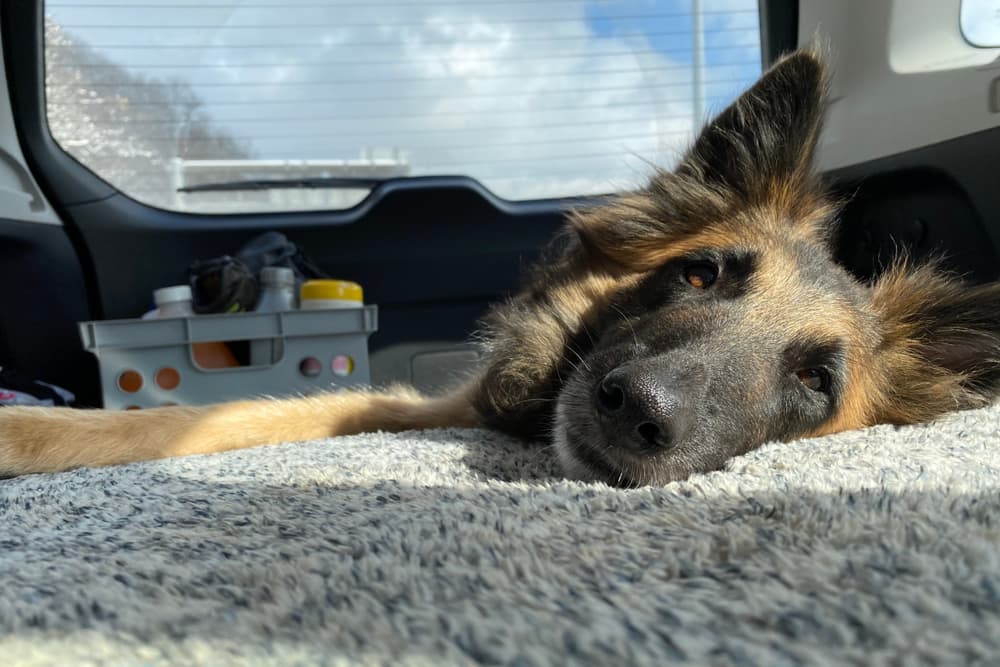 Dog traveling in a car