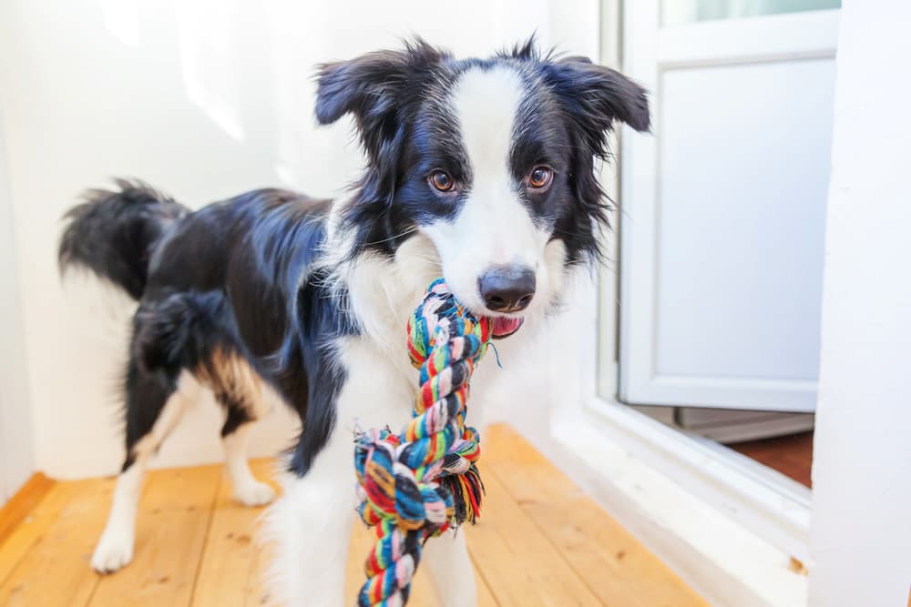 A Little More Storage – Dust Bunnies and Dog Toys