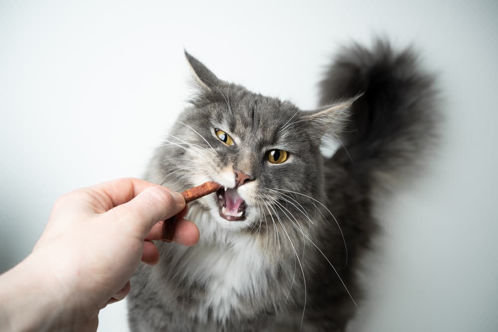 Cat taking a treat