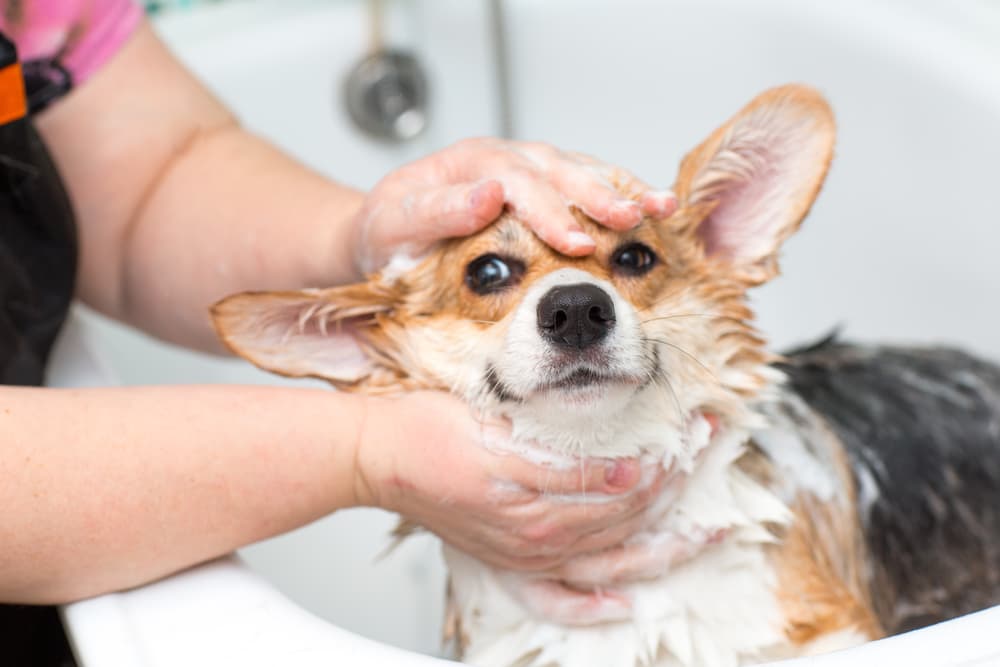 Woman using shampoo on dogs