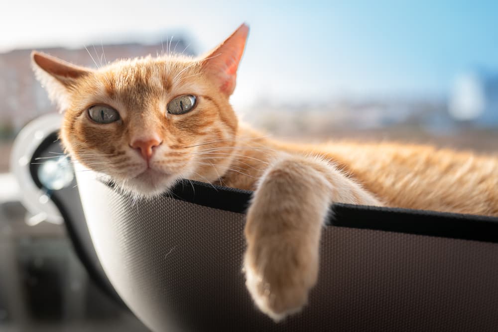 Cat laying in a window hammock