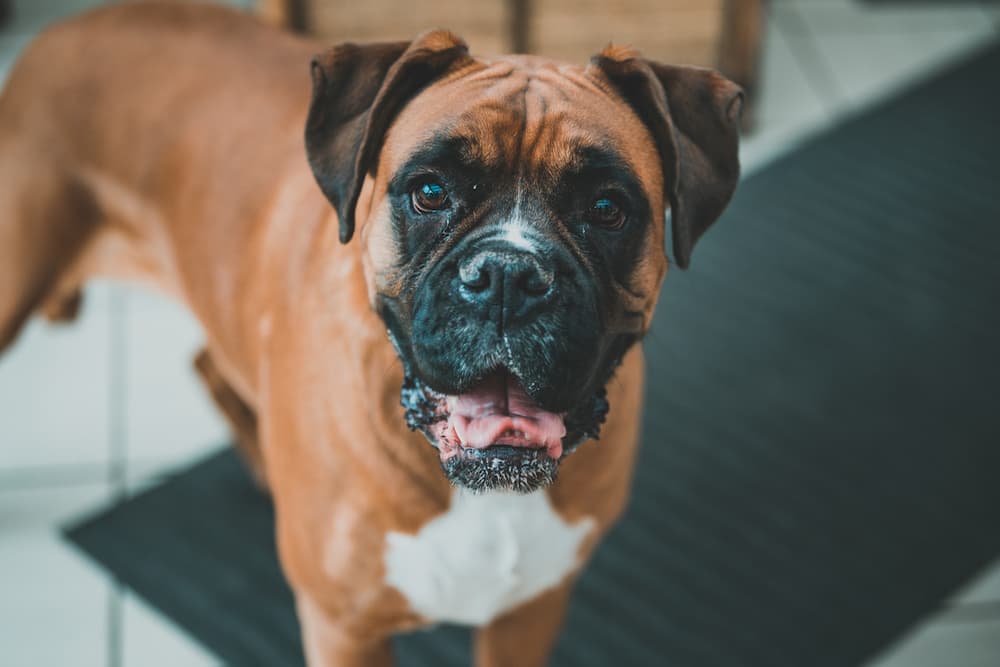 Dog in the kitchen waiting for a treat