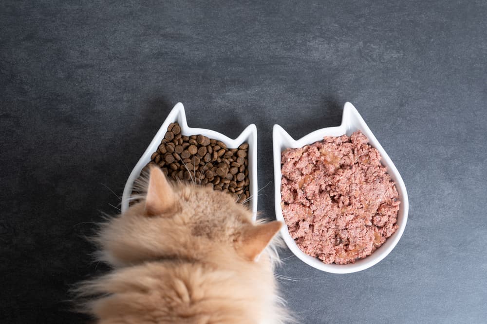 Cat eating from two bowls