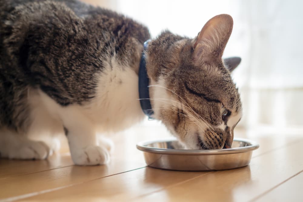 Cat eating from bowl, has a need for sensitive stomach cat food