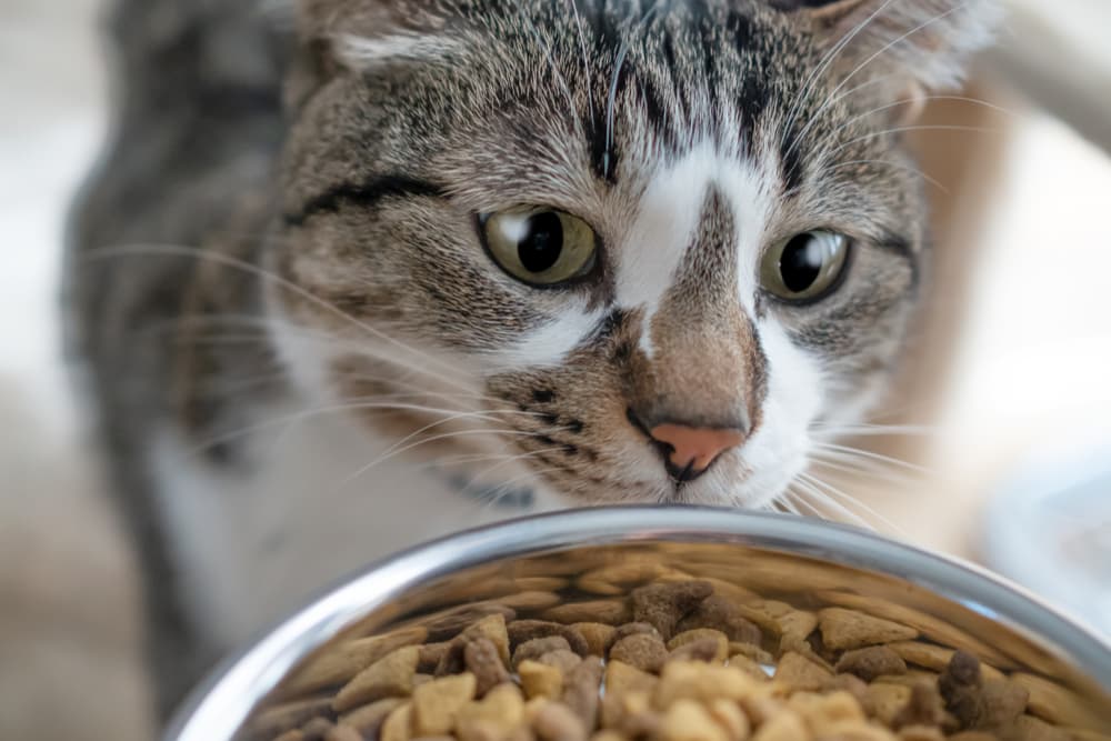 Cat eating food from bowl