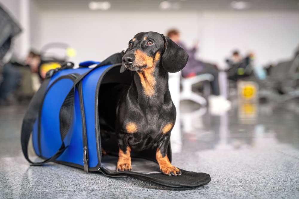 Dog in a travel carrier at the airport
