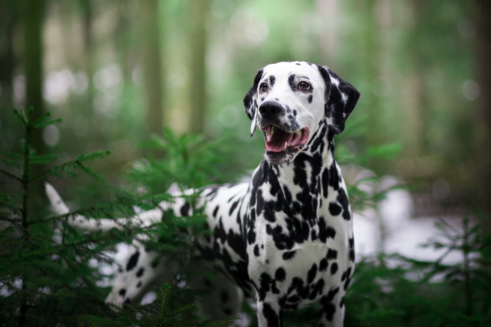 Dalmatian dog outdoors in a forest in nature