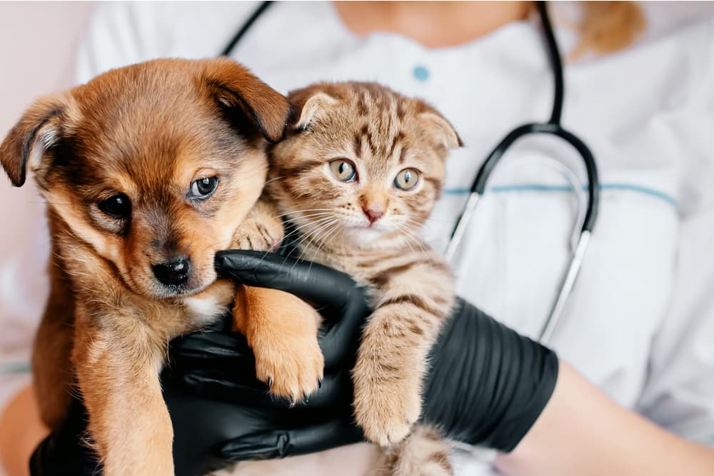 Cat and dog at the vet