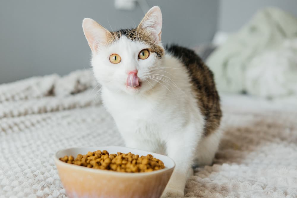 Cat eating food from bowl